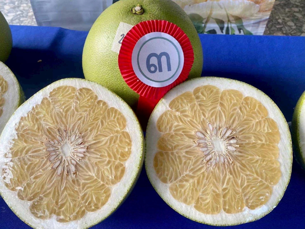 กรมทรัพย์สินทางปัญญา ประกาศ “ส้มโอเวียงแก่น” จ.เชียงราย เป็น GI น้องใหม่