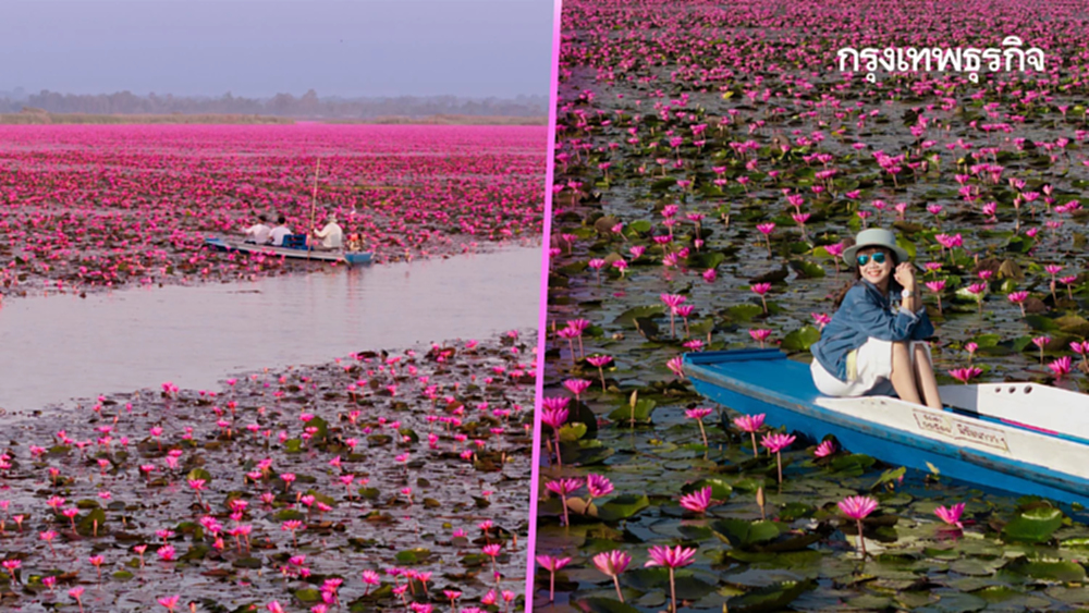 หนาว 14°C ไปเที่ยวอุดร ตามรอย ลิซ่า บุกทะเลบัวแดง ดูเวลาบัวบานสวย