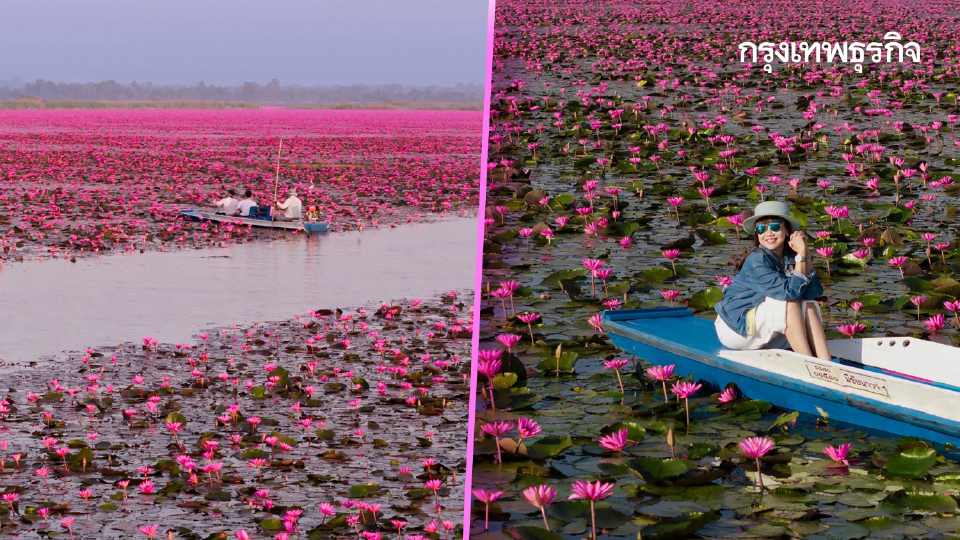 หนาว 14°C ไปเที่ยวอุดร ตามรอย ลิซ่า บุกทะเลบัวแดง ดูเวลาบัวบานสวย