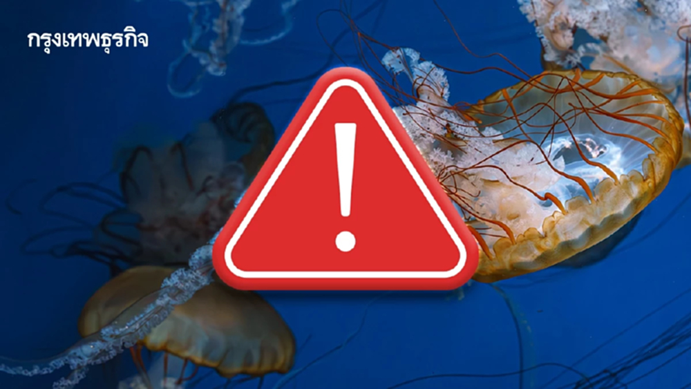 สงขลา แจ้งเตือนด่วน! 'แมงกะพรุนพิษ' บุกชายหาดสมิหลา-ชลาทัศน์