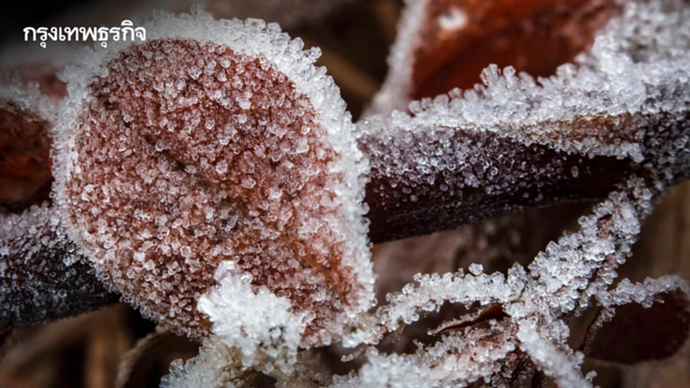 'ภูหินร่องกล้า' หนาวจัด ทะลุจุดเยือกแข็ง -4 องศา เกิดแม่คะนิ้งต่อเนื่องวันที่ 3