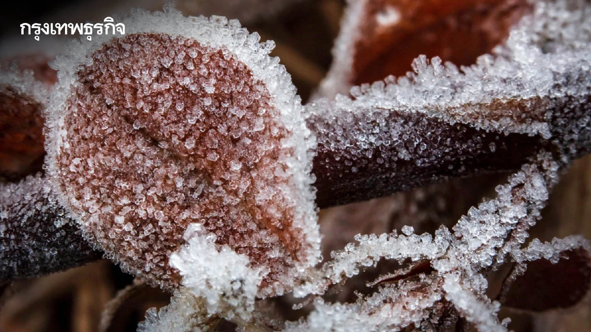 'ภูหินร่องกล้า' หนาวจัด ทะลุจุดเยือกแข็ง -4 องศา เกิดแม่คะนิ้งต่อเนื่องวันที่ 3