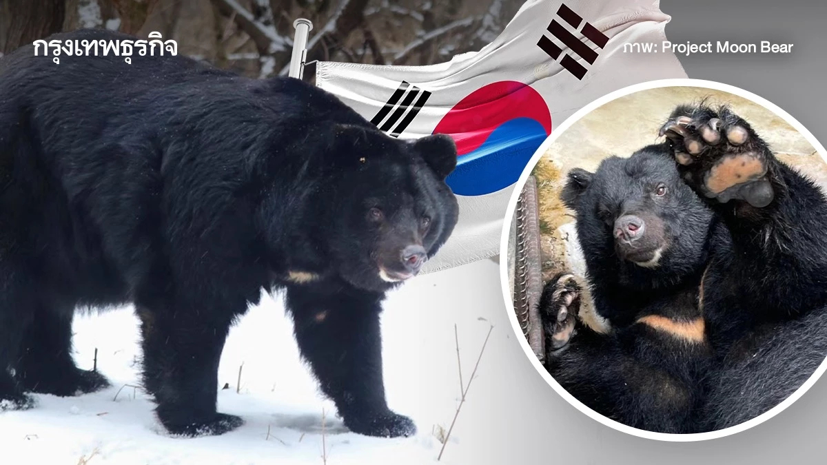 ‘เกาหลีใต้’ แบน ‘ฟาร์มหมี’ เพื่อสกัดเอาน้ำดี สิ้นสุดยุคสมัยแห่งการทรมานสัตว์