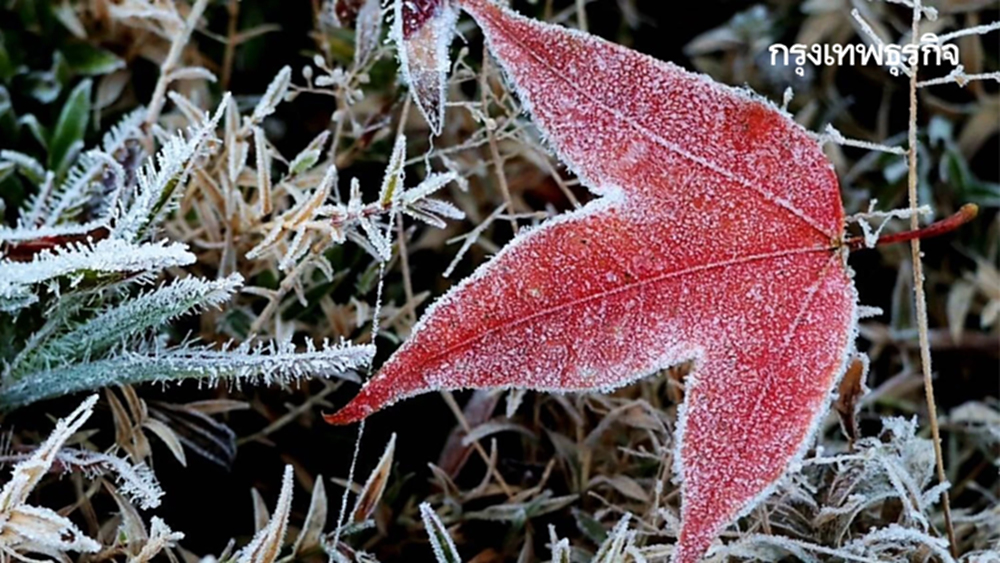 ภูหลวง หนาวสุด แม่คะนิ้ง พลิ้วเกาะใบเมเปิ้ลแดง สวยราวอยู่ญี่ปุ่น