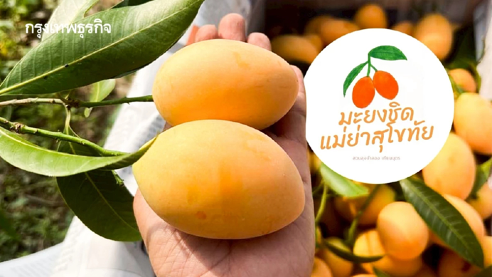 รู้จัก 'มะยงชิดแม่ย่าสุโขทัย' สินค้า GI ลำดับที่ 4 ของจังหวัด