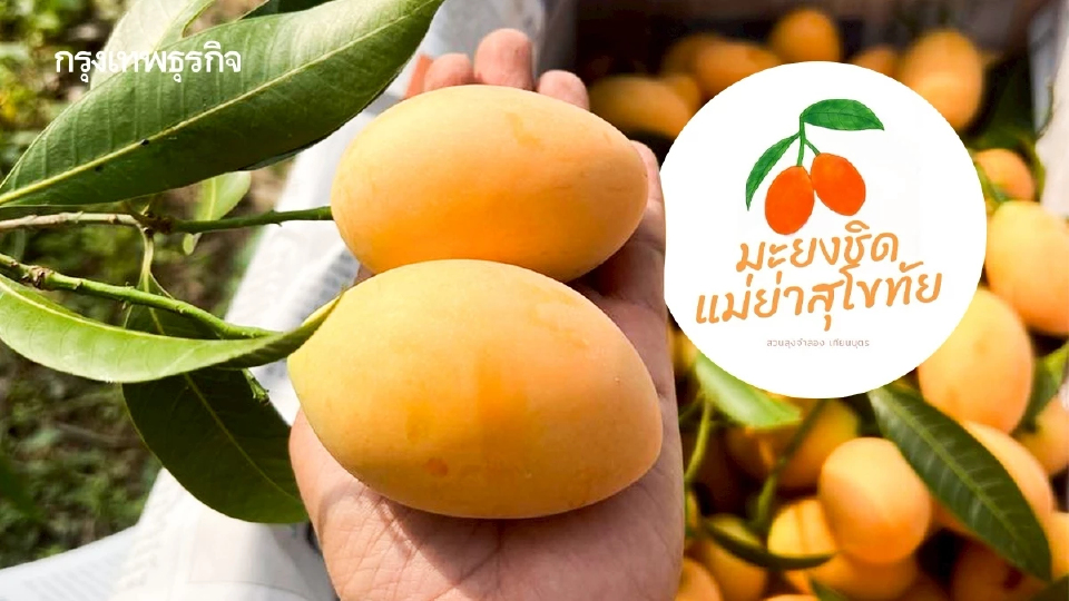 รู้จัก 'มะยงชิดแม่ย่าสุโขทัย' สินค้า GI ลำดับที่ 4 ของจังหวัด