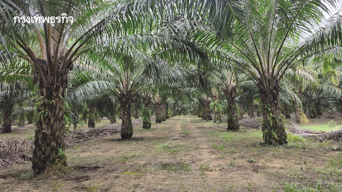 การจัดการสวนปาล์มน้ำมันสู่สังคมคาร์บอนต่ำ ลดต้นทุน-กำไรเพิ่ม3,500บาทต่อไร่