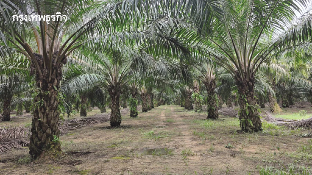 การจัดการสวนปาล์มน้ำมันสู่สังคมคาร์บอนต่ำ    ลดต้นทุน-กำไรเพิ่ม3,500บาทต่อไร่