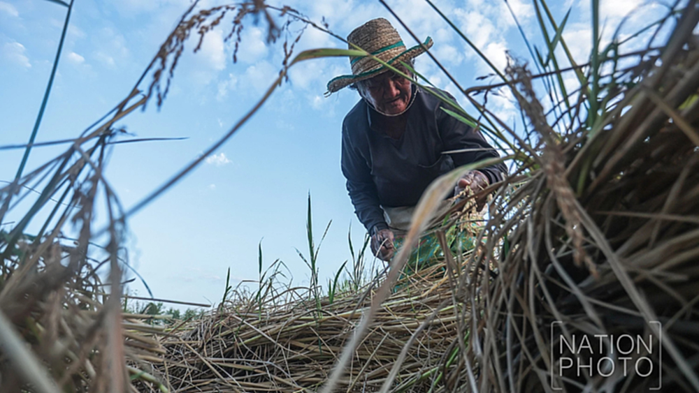 ชาวนาชายแดนสระแก้ว เกี่ยวข้าวช้าไปเกือบเดือน หลังต้องอพยพหนีการปะทะ