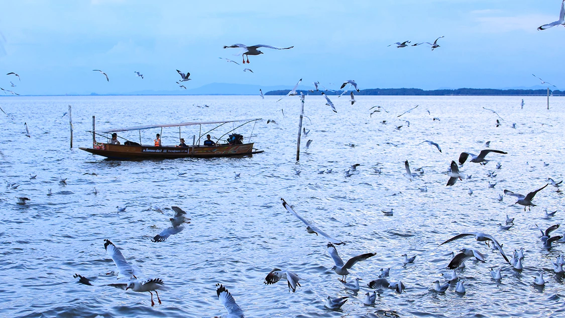 นักเดินทาง ‘นกนางนวล’ แห่งพื้นที่ชุ่มน้ำดอนหอยหลอด