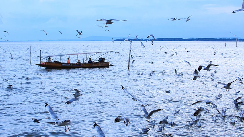 นักเดินทาง ‘นกนางนวล’ แห่งพื้นที่ชุ่มน้ำดอนหอยหลอด