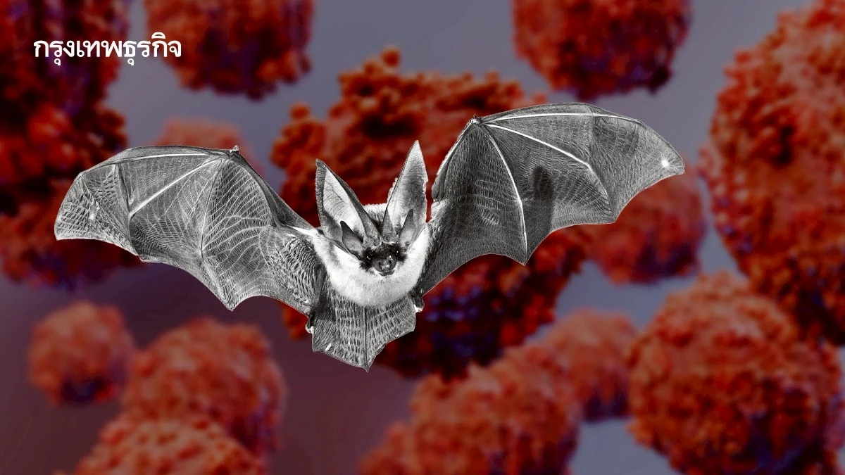 ยังไม่มียารักษา! ไวรัสนิปาห์ Nipah Virus ตายสูง 75% ให้ระวัง ไข้สูง