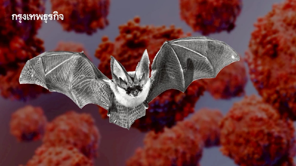 ยังไม่มียารักษา! ไวรัสนิปาห์ Nipah Virus ตายสูง 75% ให้ระวัง ไข้สูง