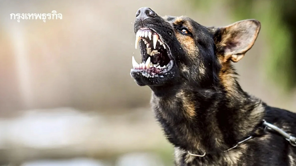 ด่วน! ประกาศเขต 'โรคพิษสุนัขบ้า' ระบาด แขวงคลองสามประเวศ เขตลาดกระบัง