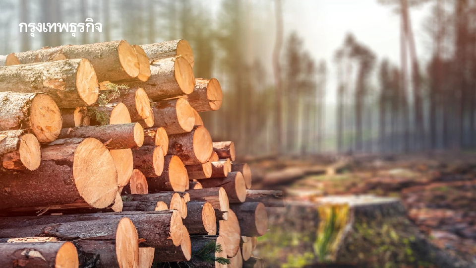 วิกฤติป่าไม้โลกสู่ทางรอดใหม่ เปิดตัว FFA ในเวที Davos พลิกทุนนิยมสู่การเป็น 'ผู้พิทักษ์ป่า'