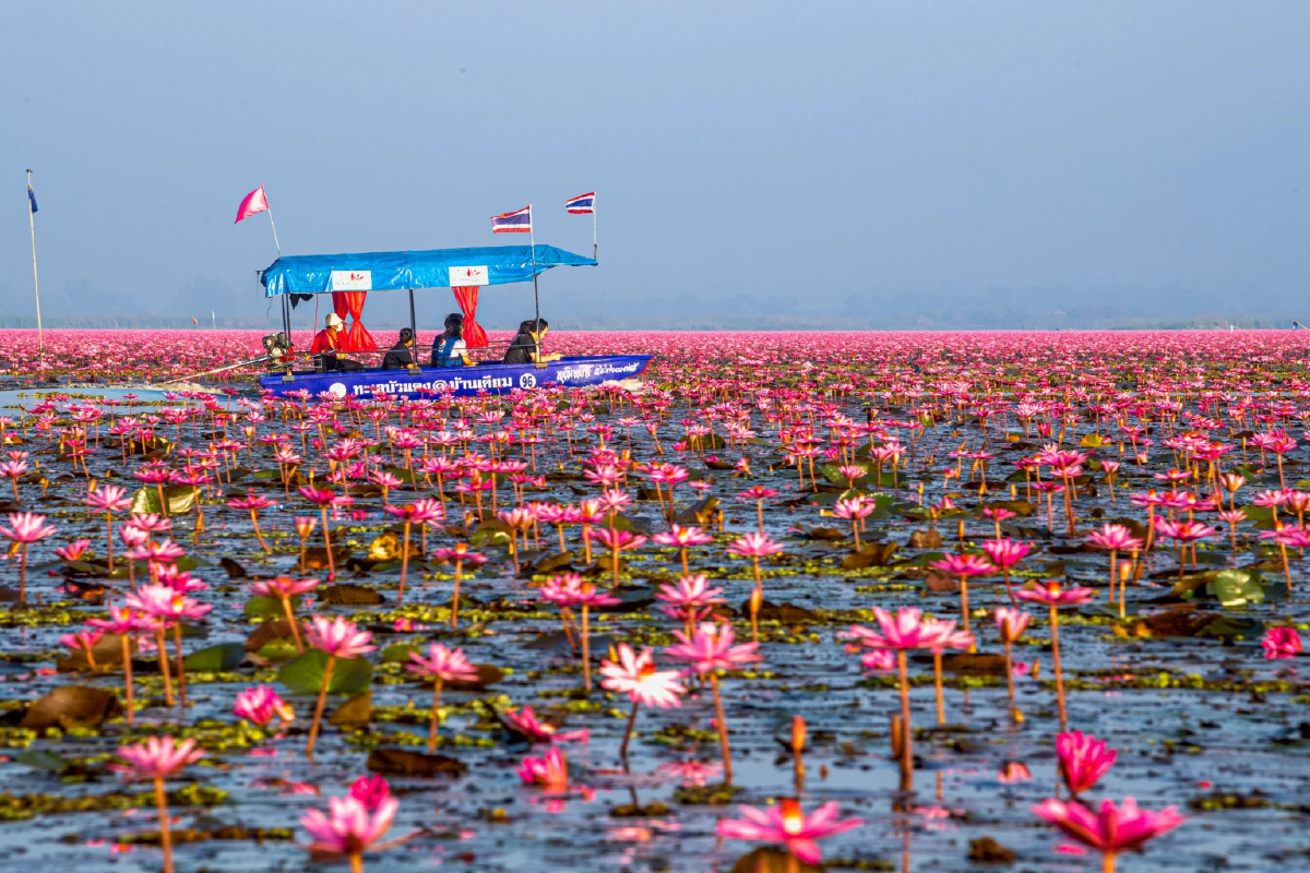 ‘ลิซ่า’ ฟีเวอร์! ดันยอดเที่ยว ‘ทะเลบัวแดง’ พุ่ง ปลัดท่องเที่ยวฯ สั่งดูแลความปลอดภัย