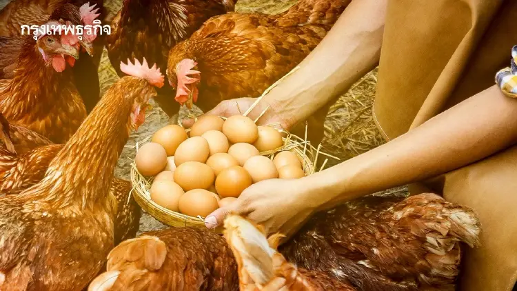 แผนไก่ไข่ปี 69 เคาะนำเข้าแม่พันธุ์ 4.4 แสนตัว สมดุลราคาและบริโภค