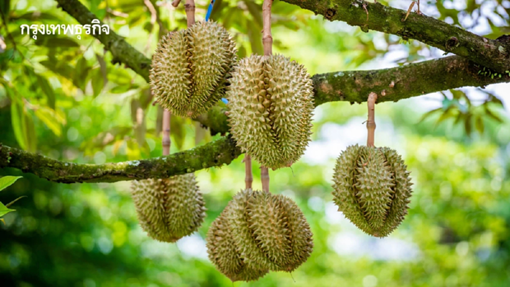 เปิดฤดูกาลกินทุเรียน 2569 กำหนดสุกพร้อมทานวันไหน หมอนทอง ก้านยาว
