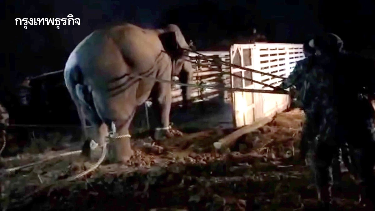 สูญเสีย 'สีดอหูพับ' กลางภารกิจเคลื่อนย้าย เขย่ามาตรการจัดการช้างป่าไทย