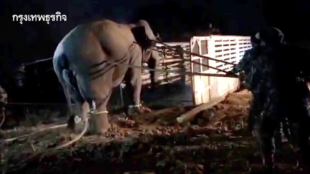สูญเสีย 'สีดอหูพับ' กลางภารกิจเคลื่อนย้าย เขย่ามาตรการจัดการช้างป่าไทย