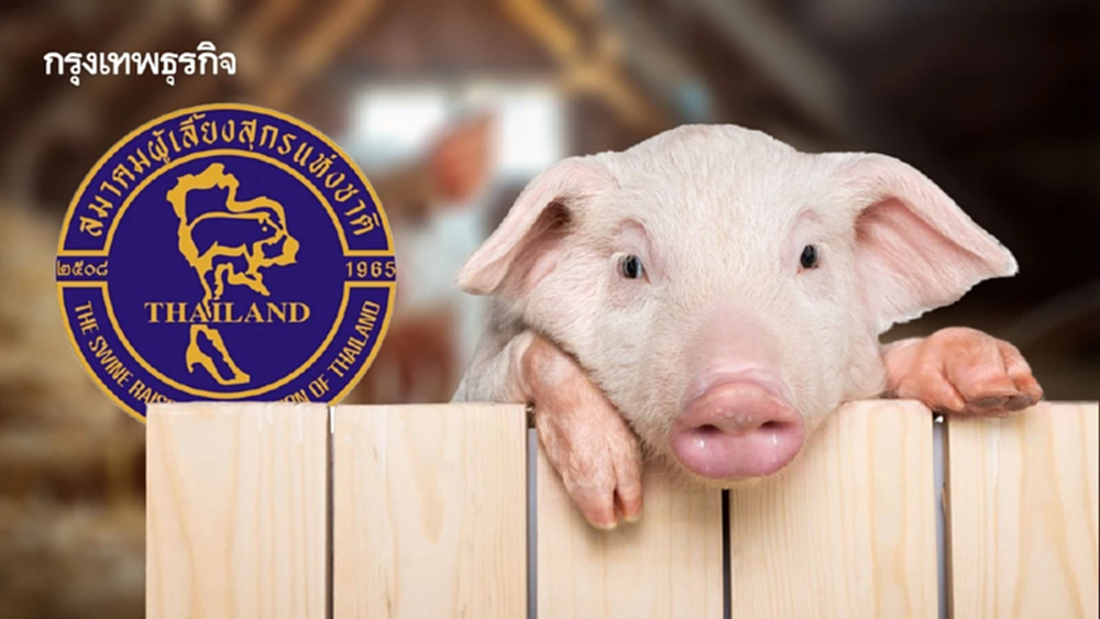 มาเลเซียเปิดนำเข้าหมูไทย 4 พันล้านบาท ปี’69 เกษตรกรขอบคุณกรมปศุสัตว์