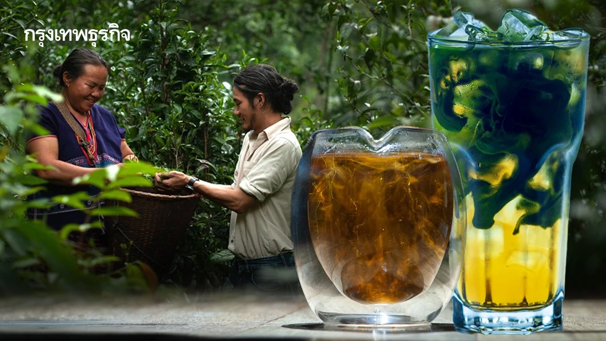 'สวรรค์บนดิน' มากกว่าร้านชา โมเดลเศรษฐกิจเพื่อชุมชนและผืนป่าเชียงราย