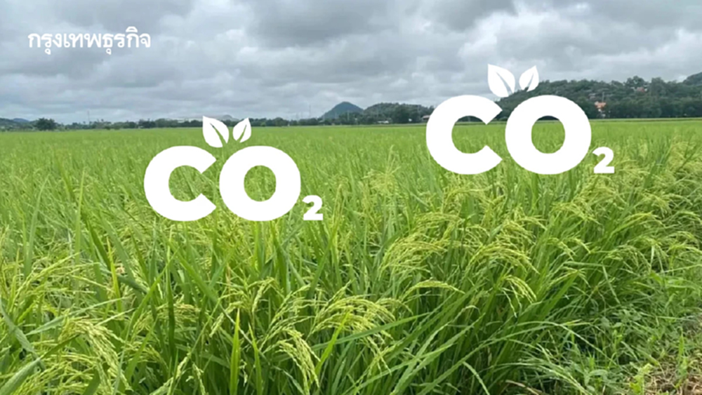 ‘เวียดนาม’ชนะ‘ไทย’ผลิต‘ข้าวคาร์บอนต่ำ’      ‘เกษตร’เร่งซัพพลายชิงมาร์เก็ต