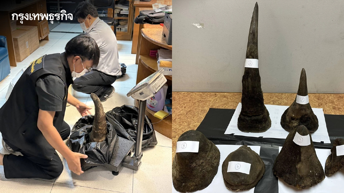 รวบคาสุวรรณภูมิ! หนุ่มเวียดนามลอบขน 'นอแรด' 11 กก. จากคองโกผ่านไทยไปปท.เพื่อนบ้าน