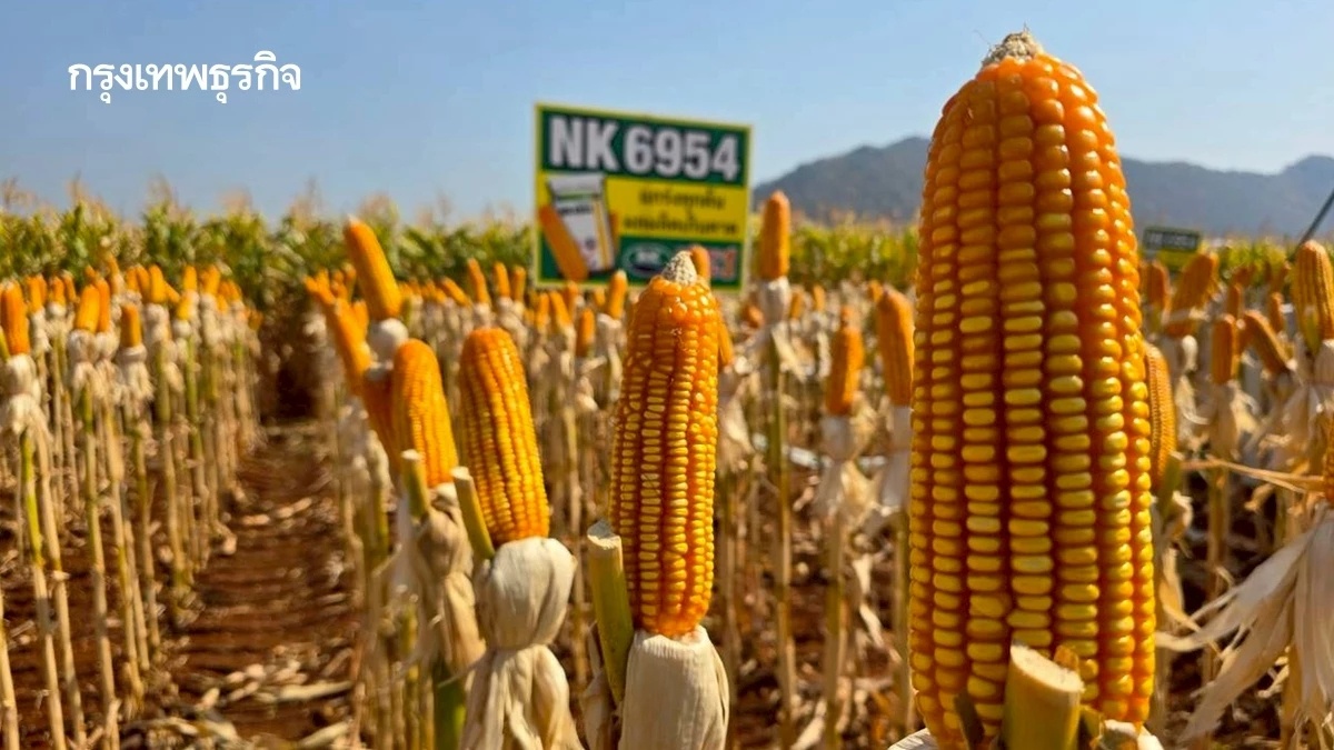 ซินเจนทาเปิดตัวข้าวโพด NK 6954 นวัตกรรมใหม่ เพิ่มทางเลือกเกษตรกร