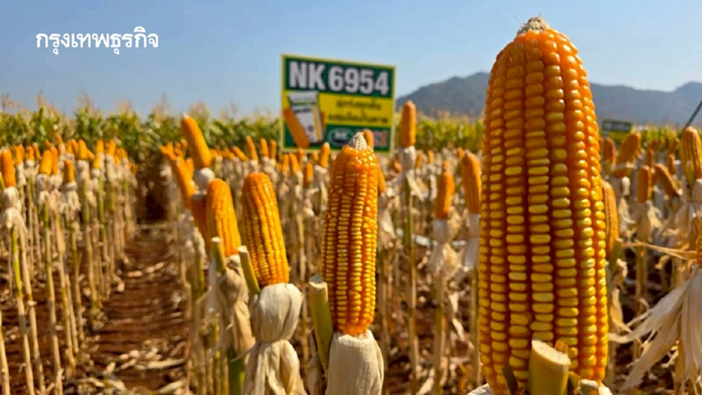 ซินเจนทาเปิดตัวข้าวโพด NK 6954 นวัตกรรมใหม่ เพิ่มทางเลือกเกษตรกร