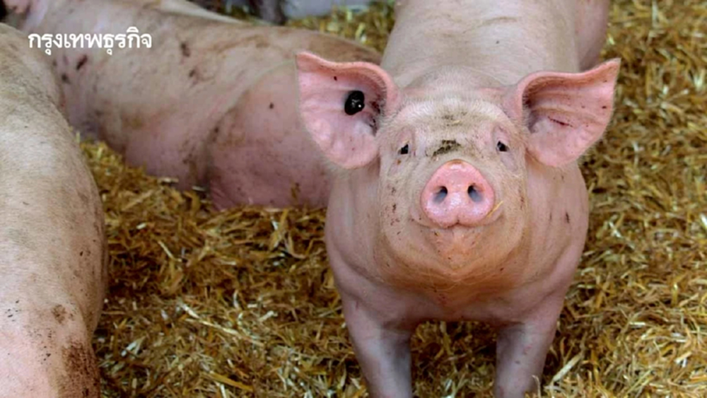 ปศุสัตว์เร่งเครื่องเจรจาสิงคโปร์ เปิดตลาดส่งออกหมูไทยเพิ่ม