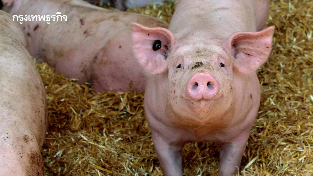 ปศุสัตว์เร่งเครื่องเจรจาสิงคโปร์ เปิดตลาดส่งออกหมูไทยเพิ่ม