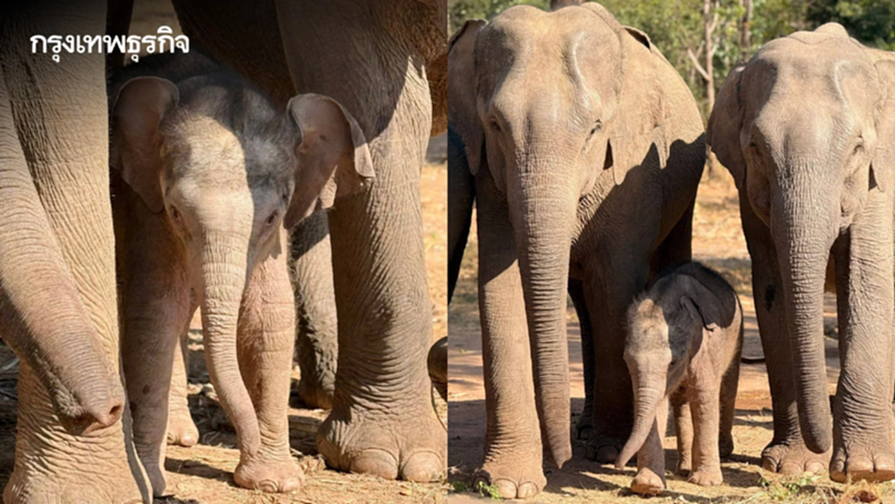 ชมความน่ารัก 'น้องกุมภา' ลูกช้างป่า วัย 7 วัน สมาชิกใหม่ป่าซับลังกา