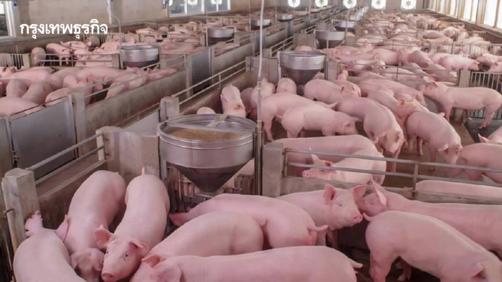 สมาคมผู้เลี้ยงสุกรแห่งชาติ เล็งหารือรายใหญ่พยุงราคาหมูต่ำกว่าต้นทุน