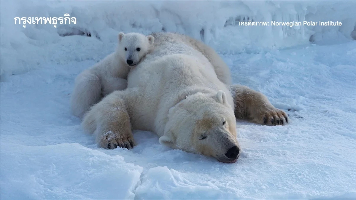 พบ ‘หมีขั้วโลก’ อ้วนขึ้น แม้น้ำแข็งละลาย เพราะหันมาล่าสัตว์บกเป็นอาหาร