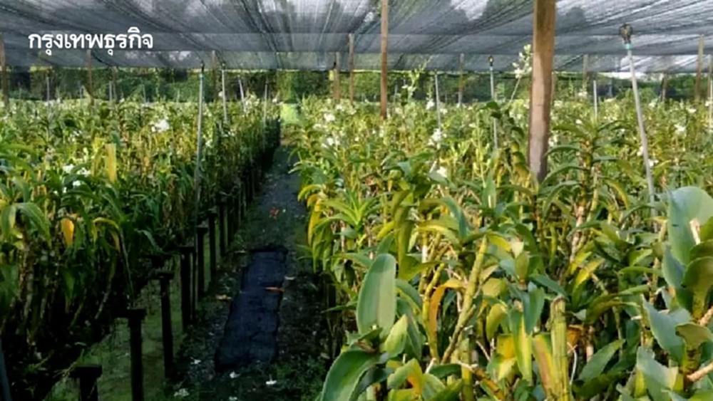 แผนการเพาะปลูกพืชฤดูแล้งปี69  พื้นที่การเกษตร15ล้านไร่ต้องได้ไปต่อ