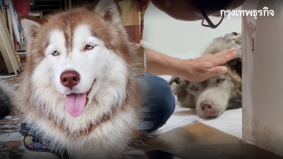 เศร้า 'หมามอลลี่' จากไปแล้ววันนี้ หลังถูกทำร้ายหนัก บาดเจ็บสาหัส