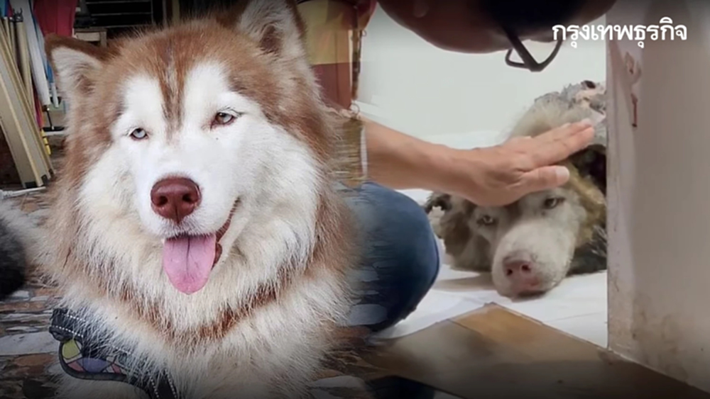 เศร้า 'หมามอลลี่' จากไปแล้ววันนี้ หลังถูกทำร้ายหนัก บาดเจ็บสาหัส