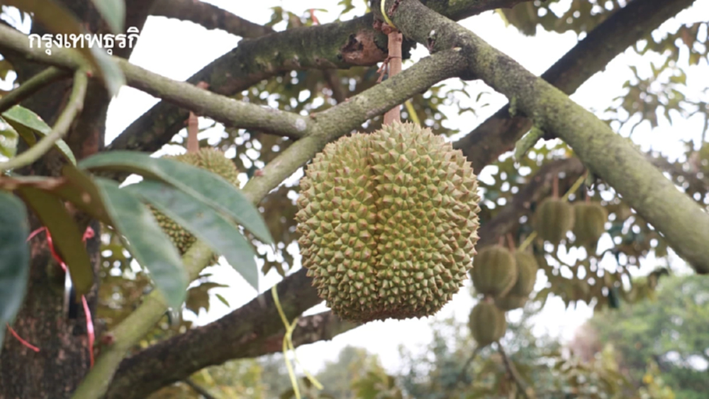 กรมส่งเสริมการเกษตร สั่งเข้มทุเรียน ตรวจก่อนตัด ดันส่งออก คาดผลิต 1.8 ล้านตัน
