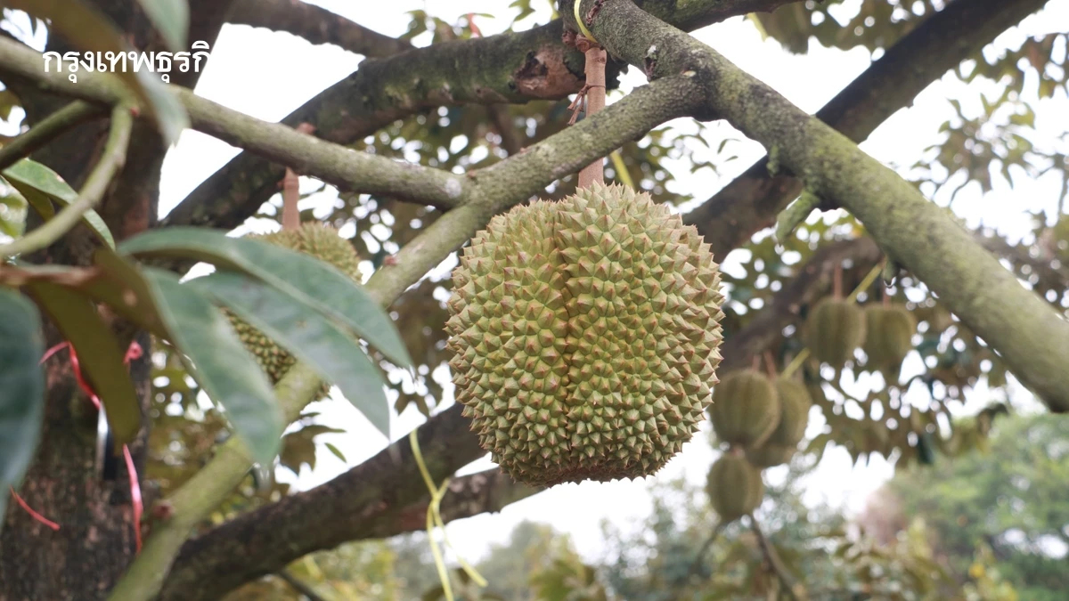 กรมส่งเสริมการเกษตร สั่งเข้มทุเรียน ตรวจก่อนตัด ดันส่งออก คาดผลิต 1.8 ล้านตัน
