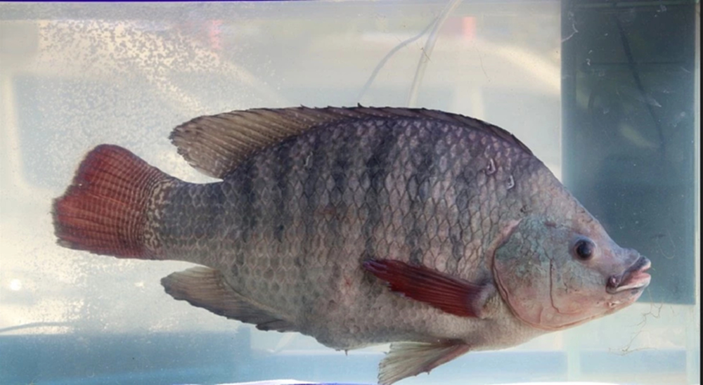 พาณิชย์ ประกาศขึ้นทะเบียน “ปลานิลสายน้ำไหลเบตง” ได้รับ GI รายการที่ 6 ของจังหวัดยะลา