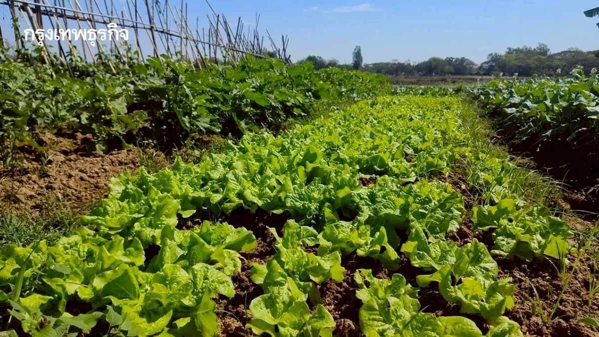 สศก. กางแผนพัฒนาเกษตรอินทรีย์ รุกมาตรฐานเจาะตลาดพรีเมี่ยม