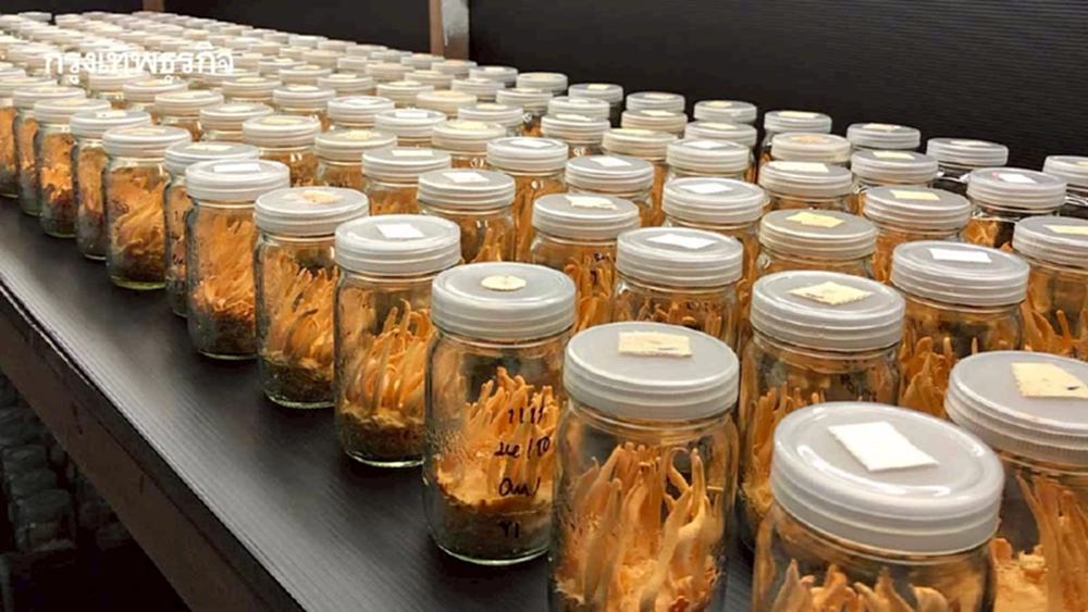 กรมวิชาการเกษตร  โชว์  เทคโนโลยีผลิต 'เห็ดถั่งเช่าสีทอง' คุณภาพสูง