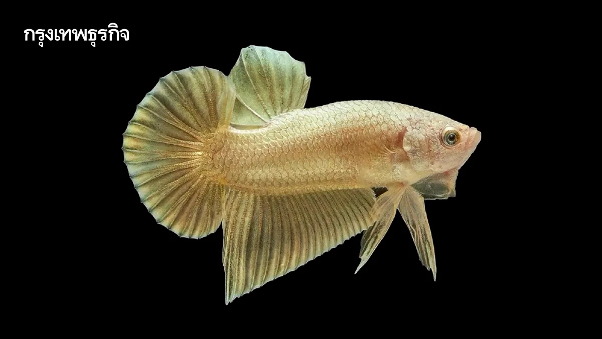 กรมประมงเปิดเกณฑ์ตัดสินใหม่ ยกระดับปลากัดไทยสู่เวทีโลก