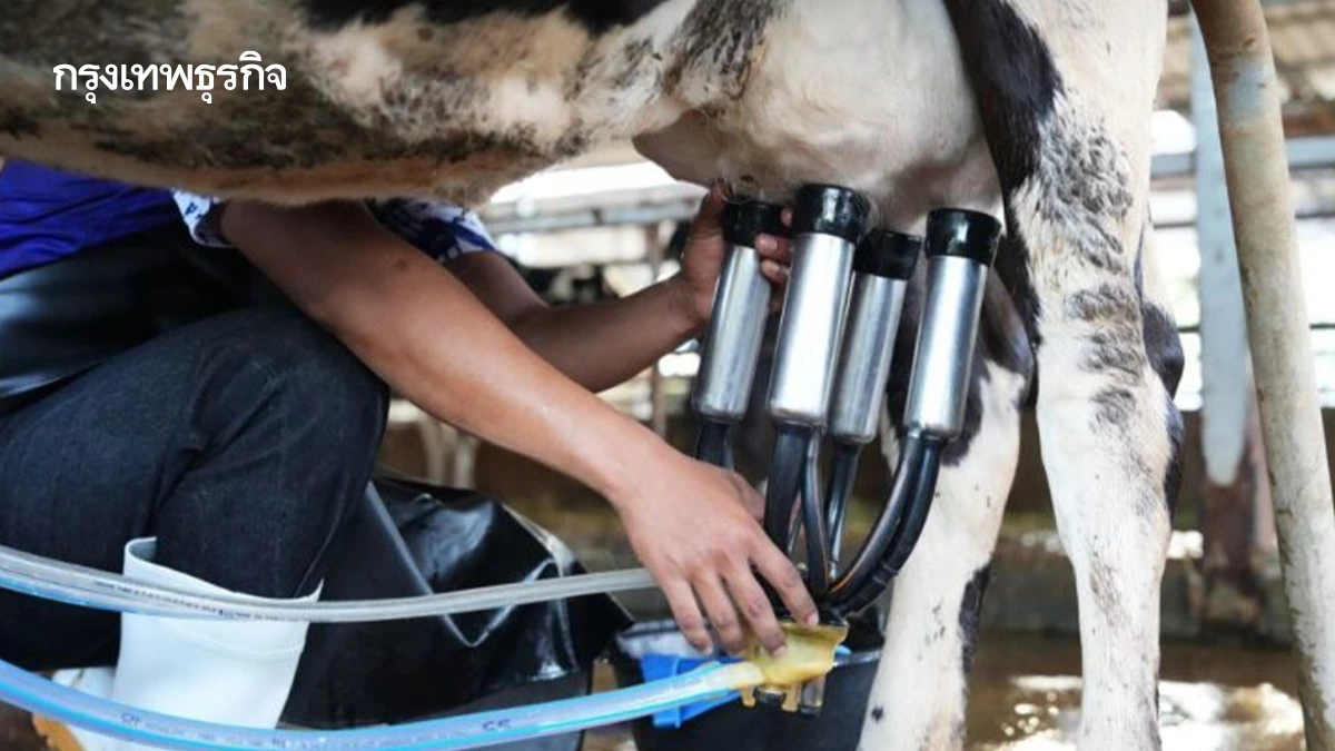 เกษตรฯ ชูน้ำหมักอะมิโนนมดิบ เสริมการเกษตร พร้อมแก้ปัญหานมโค