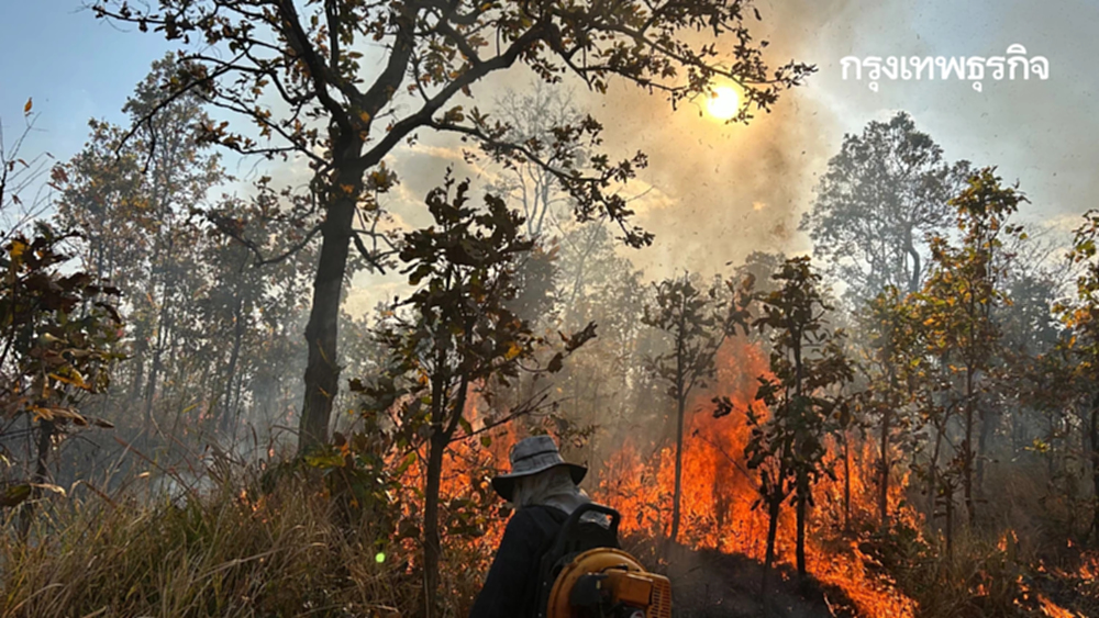 ภูผายลระอุ ไฟป่าถล่มวอด 7 ไร่ เผยต้นเหตุ 'หาของป่า' ทำพังพินาศ