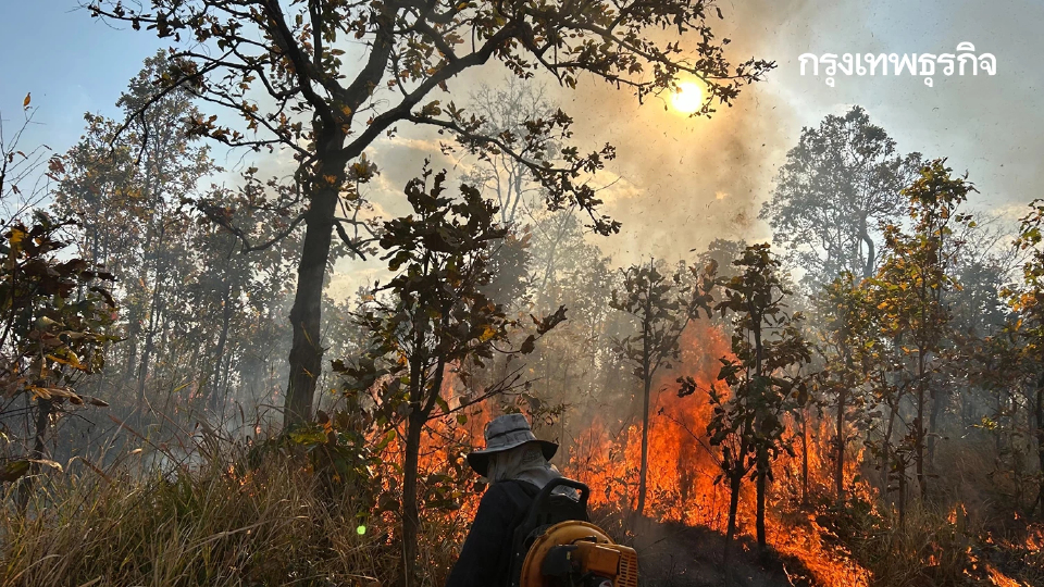 ภูผายลระอุ ไฟป่าถล่มวอด 7 ไร่ เผยต้นเหตุ 'หาของป่า' ทำพังพินาศ