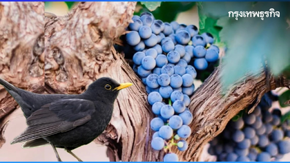 แมร์กโลต์ : ความนุ่มนวลที่ทรงพลัง