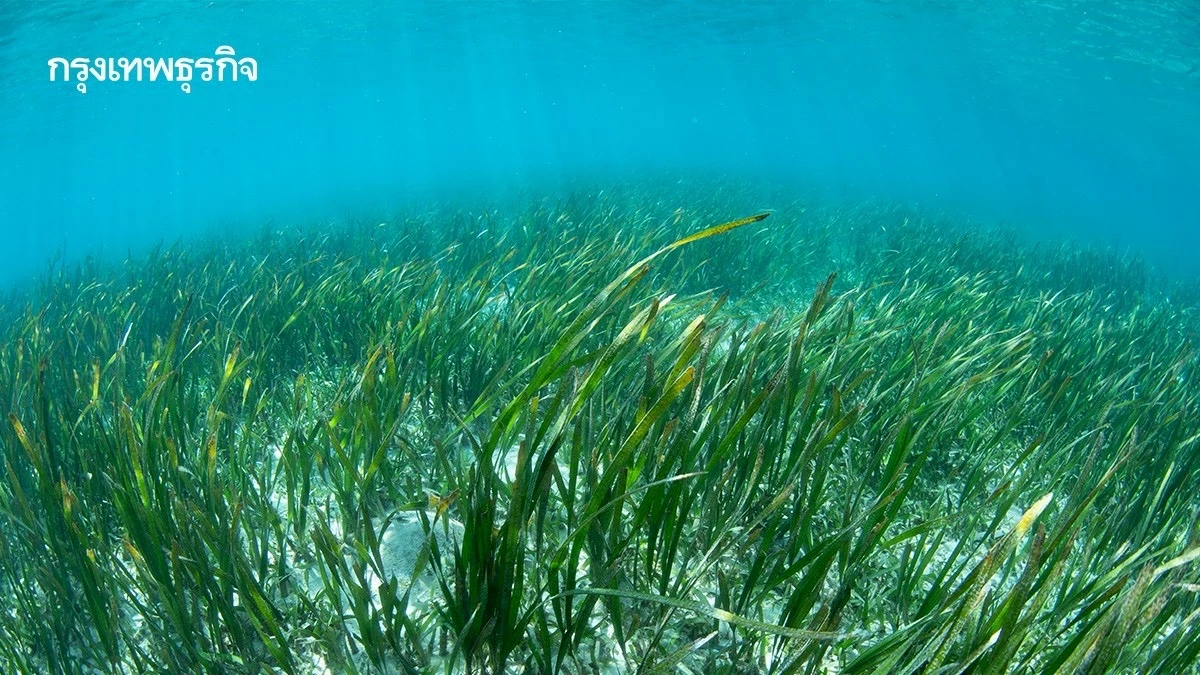 หญ้าทะเลสู่ทางรอด 'เศรษฐกิจสีน้ำเงิน' ญี่ปุ่น ปลุก 'Blue Carbon' ไทย