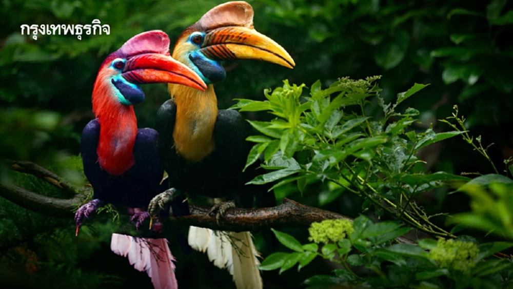 รักแท้จนวันตาย 13 ก.พ. วันรักนกเงือก ดูตำนานความรัก ก่อนวาเลนไทน์